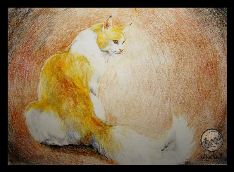 maine coon cat domestic drawing coloured pencils Drawings  Maine Coon Drawings