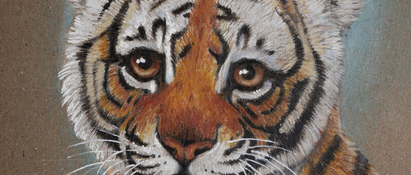 Baby Tiger  tiger drawing