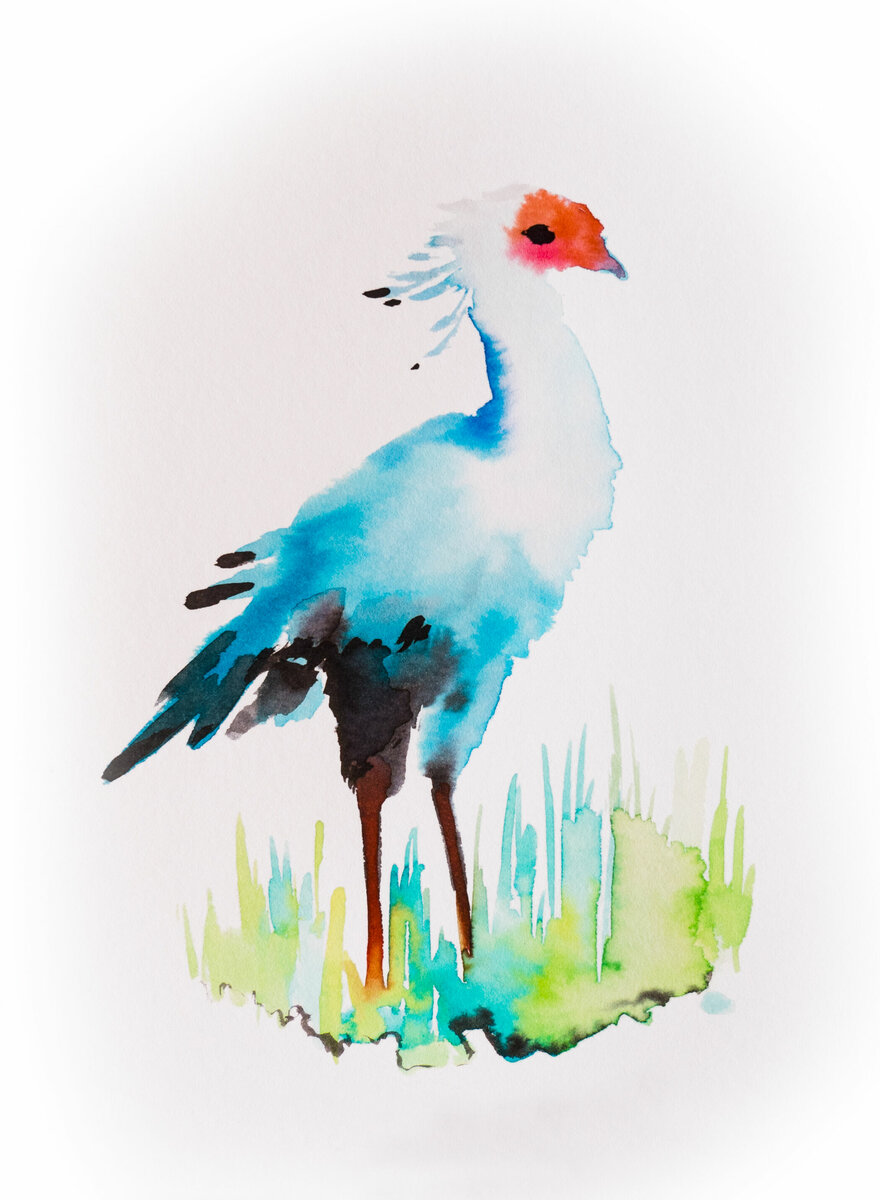 animal bird secretary Secretary 