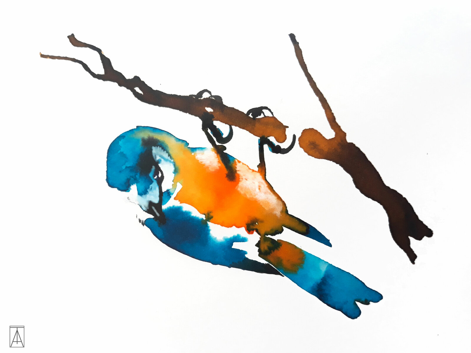  Bird 