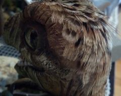 Emerging Terror sculpture commission artworkbaby hatchling egg raptor dinosaur cute